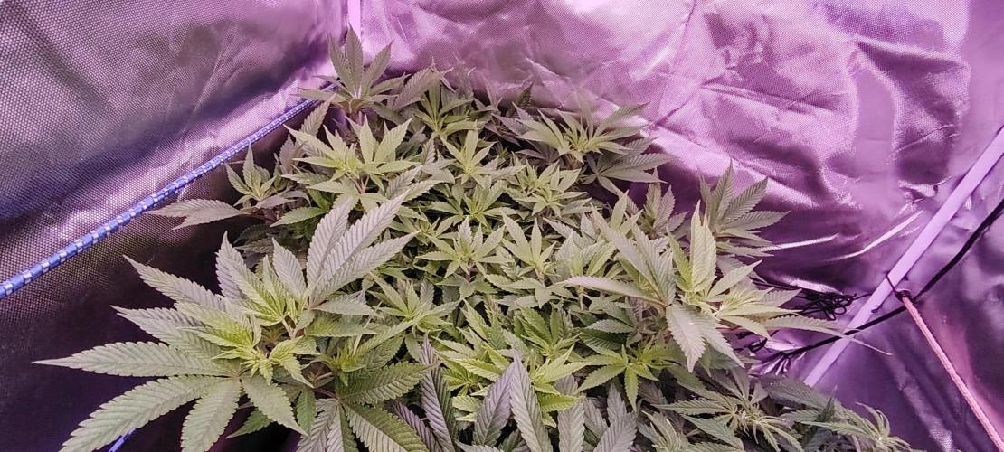 Rainbow Melon *-*. Week 11