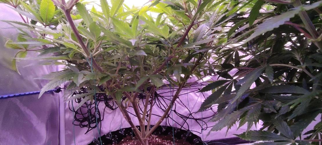 Rainbow Melon *-*. Week 11