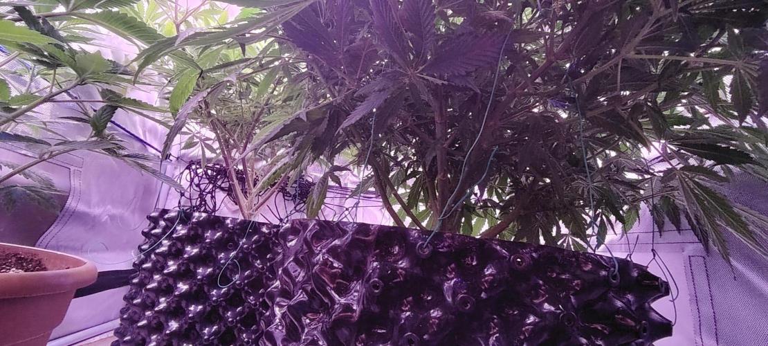 Rainbow Melon *-*. Week 11