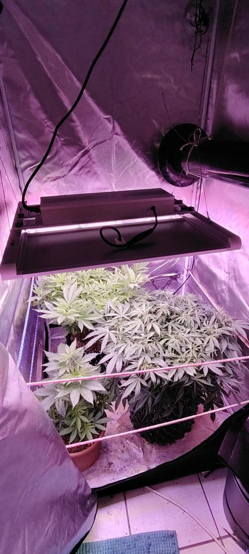 Rainbow Melon *-*. Week 11