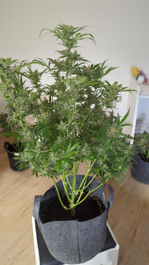 DIVINE SEEDS Auto moon rock. Week 11