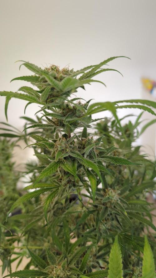 DIVINE SEEDS Auto moon rock. Week 11