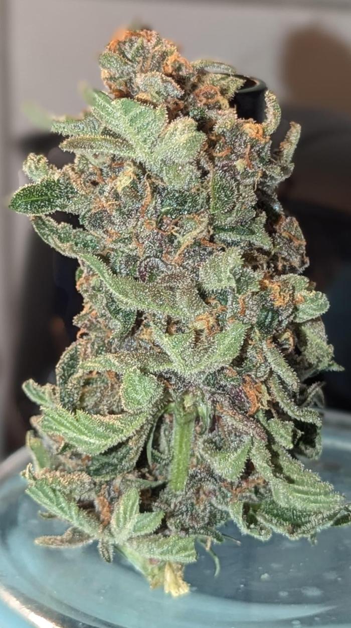 DIVINE SEEDS Auto moon rock. Week 12