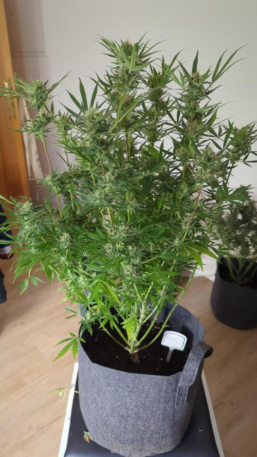 DIVINE SEEDS Auto Fractal. Week 11