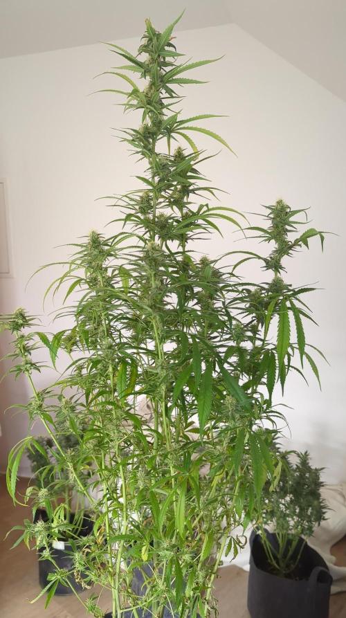 DIVINE SEEDS Auto Fractal. Week 10