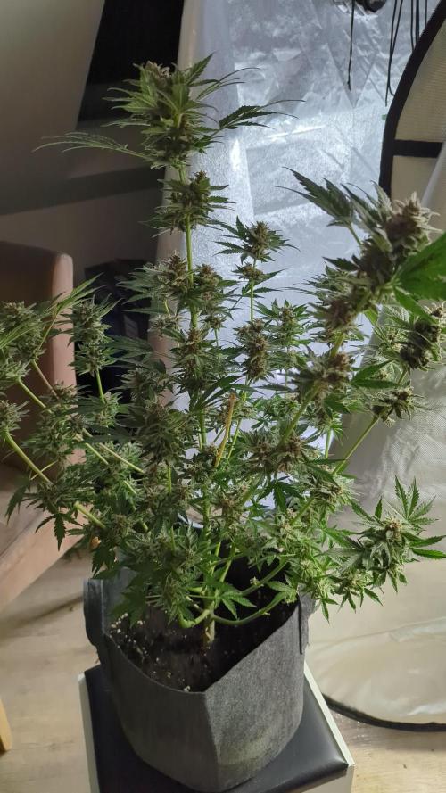 Barneys Auto mobby dick. Week 11