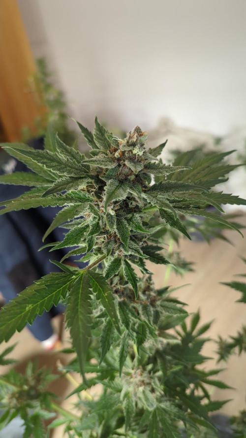 Barneys Auto mobby dick. Week 11