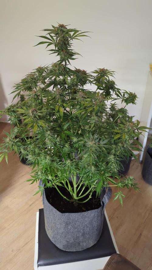 Barneys Auto Mimosa. Week 11