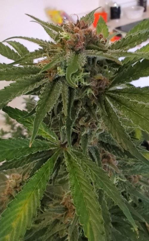 Barneys Auto Mimosa. Week 11