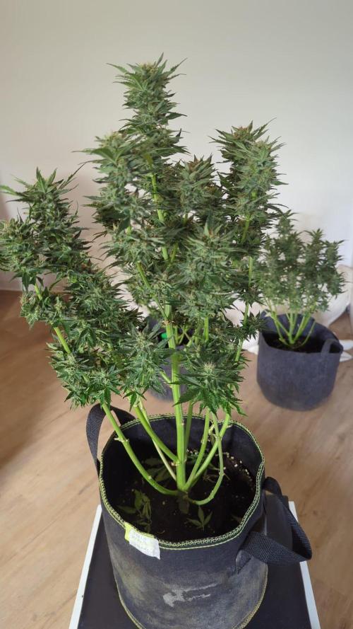 Zamnesia Trainwreck Automatik. Week 11