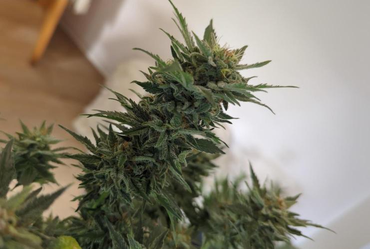 Zamnesia Trainwreck Automatik. Week 11