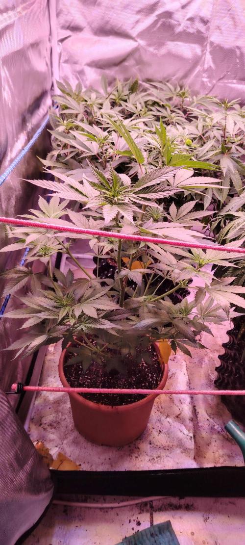 Red Hot Cookies. Week 6