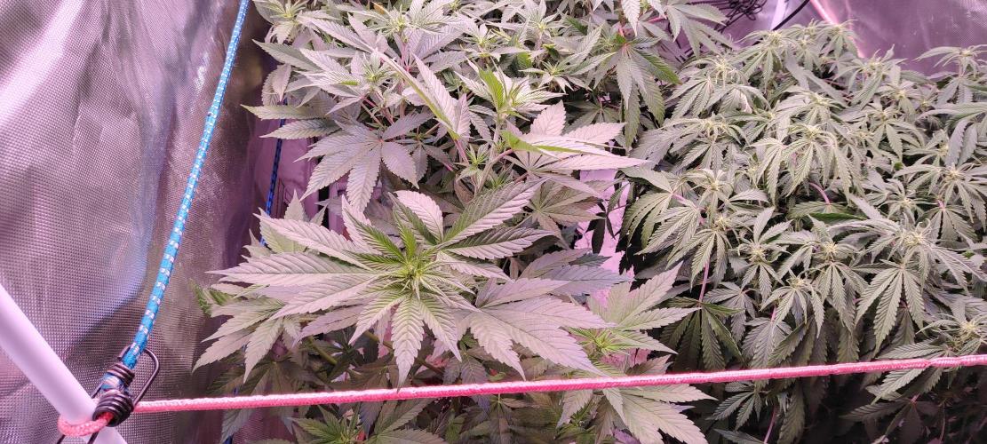 Red Hot Cookies. Week 6