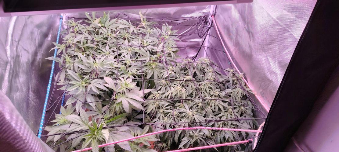 Rainbow Melon *-*. Week 12