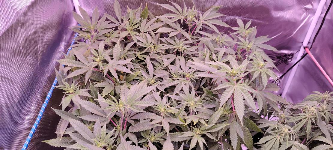 Rainbow Melon *-*. Week 12