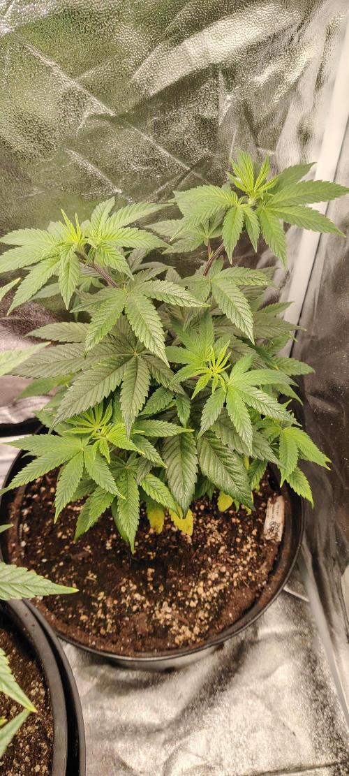 RS 11 X Banana OG. Week 6