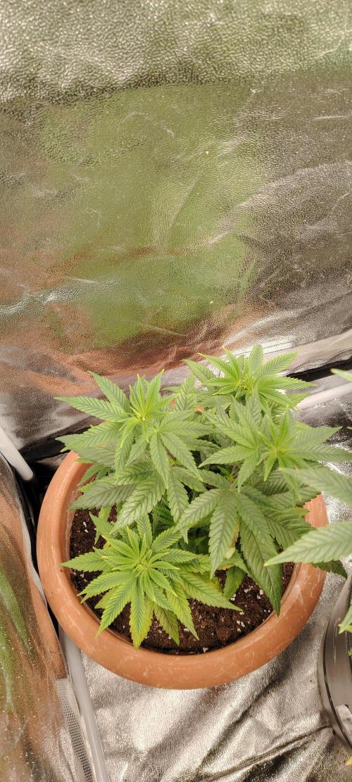 RS 11 X Banana OG. Week 6