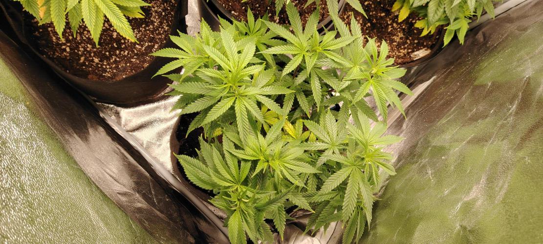 Zamnesia Ghost Train Haze *_*. Week 9