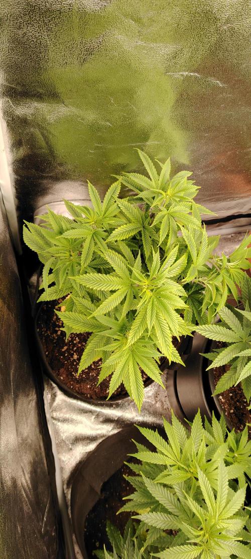 Zamnesia Ghost Train Haze *_*. Week 9