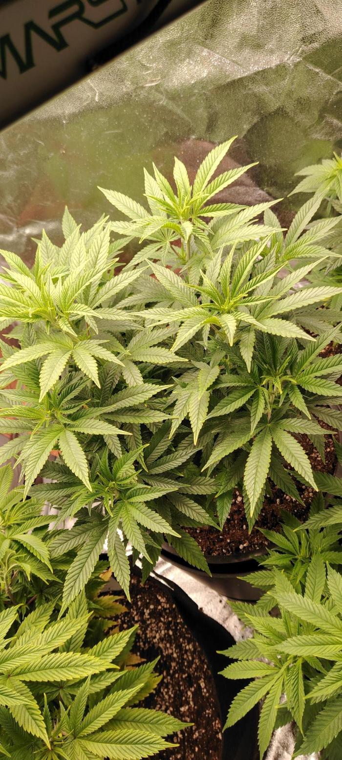 Zamnesia Grease Monkey. Week 9