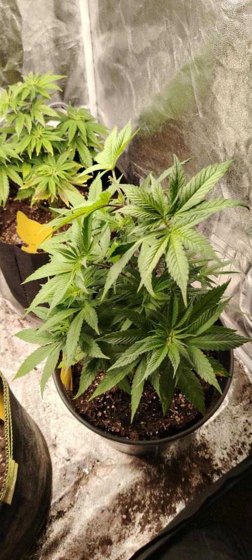 Papaya Frosting. Week 6