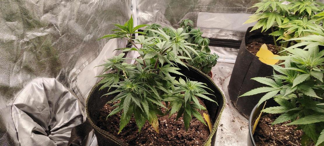 Papaya Frosting. Week 6