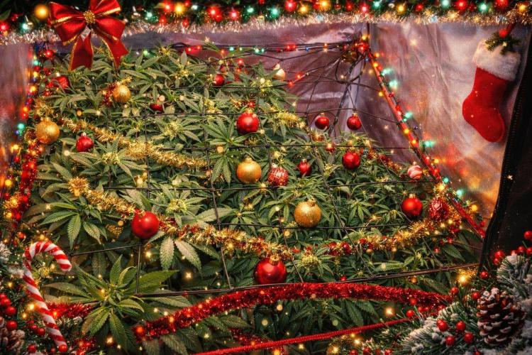 Rainbow Melon *-*. Week 12 - For a christmas 