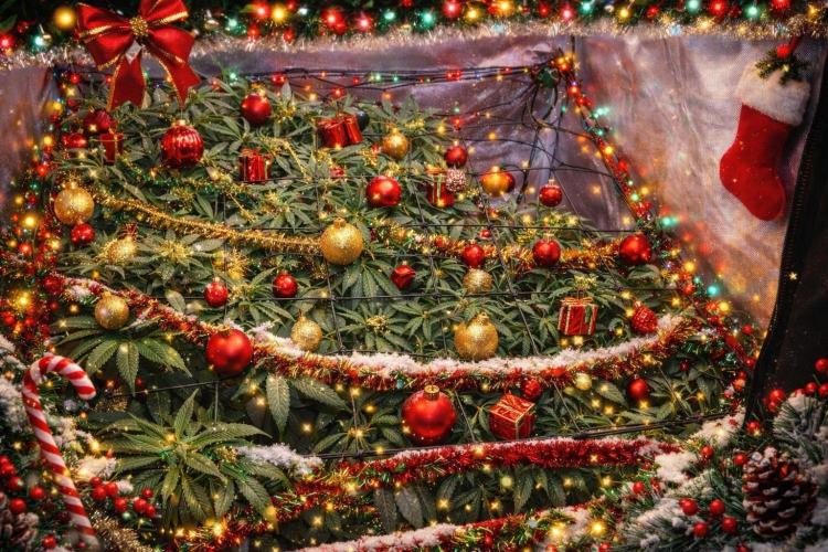 Rainbow Melon *-*. Week 12 - For a christmas 