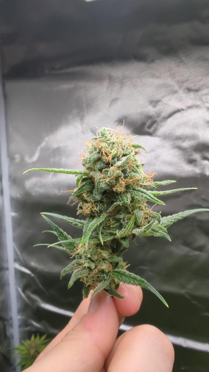 DIVINE SEEDS Auto Fractal. Week 11 - Nice plant nice grow 