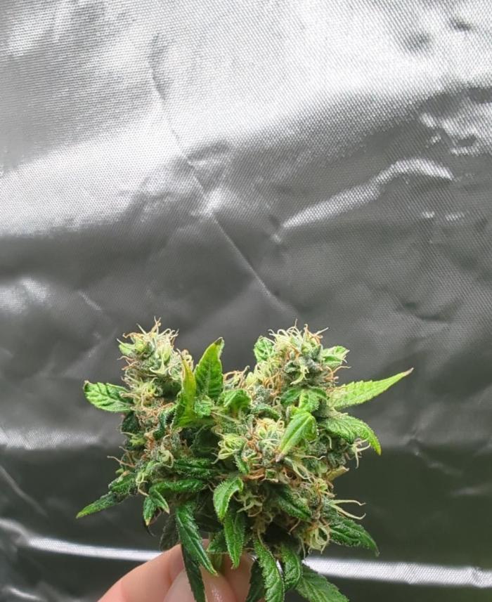 DIVINE SEEDS Auto Fractal. Week 12