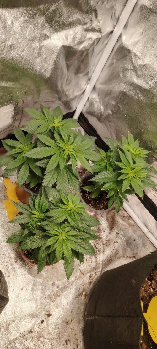 DOS Si DOS 33. Week 5