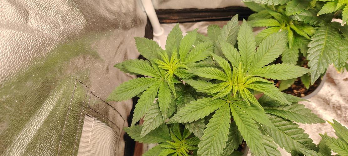 DOS Si DOS 33. Week 5