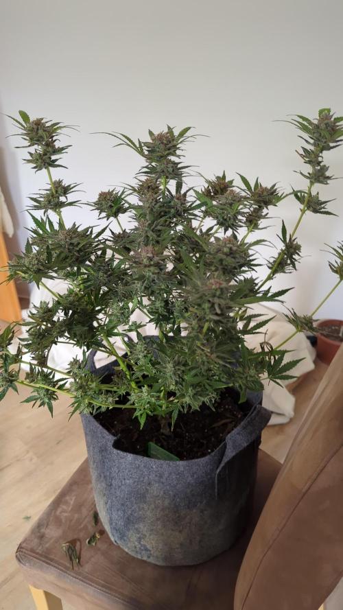 Barneys Auto mobby dick. Week 12