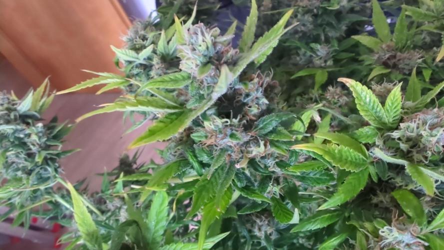 Barneys Auto Mimosa. Week 12