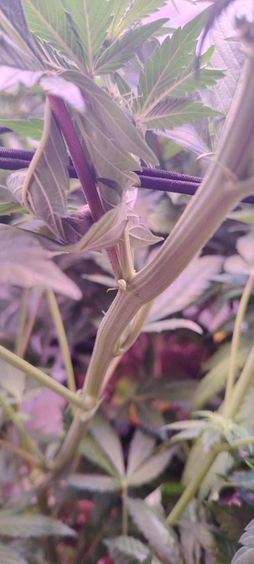 Red Hot Cookies. Week 7