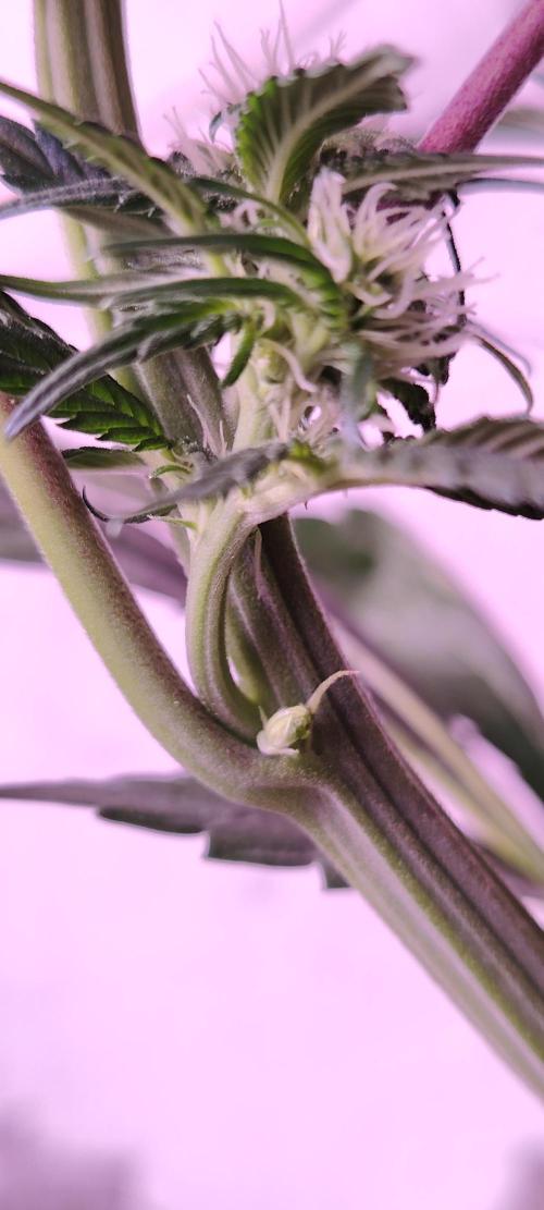 Red Hot Cookies. Week 7