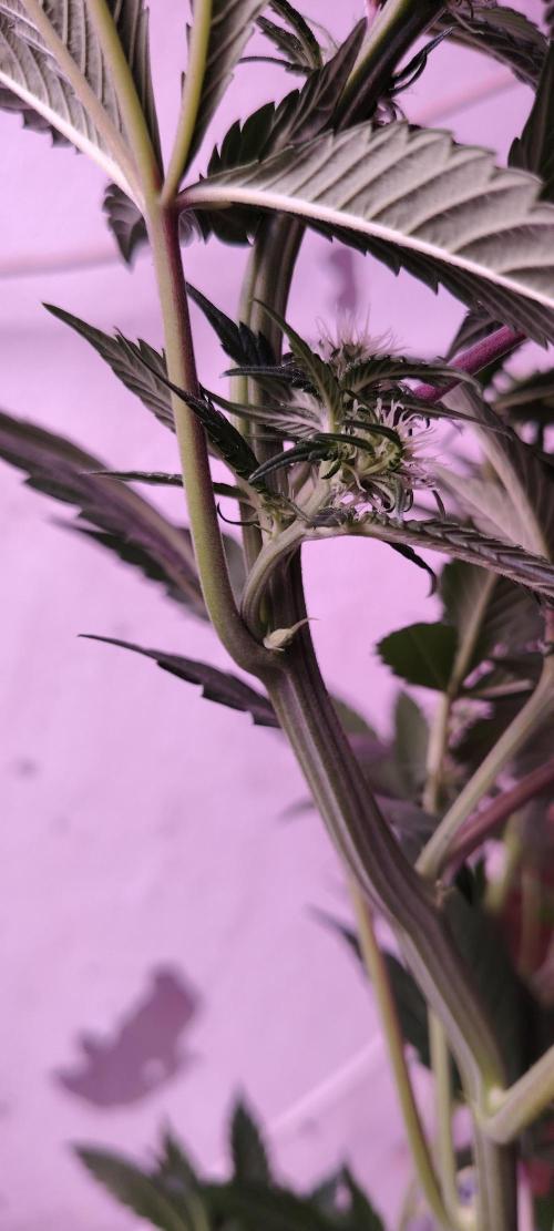 Red Hot Cookies. Week 7