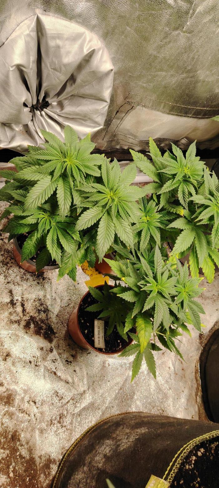 DOS Si DOS 33. Week 6