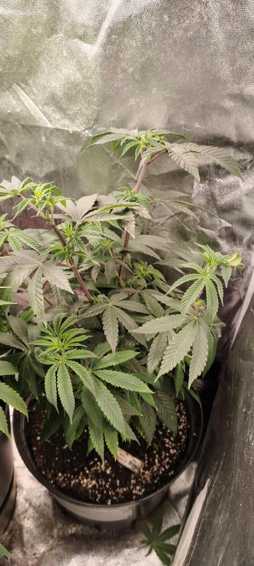 RS 11 X Banana OG. Week 7