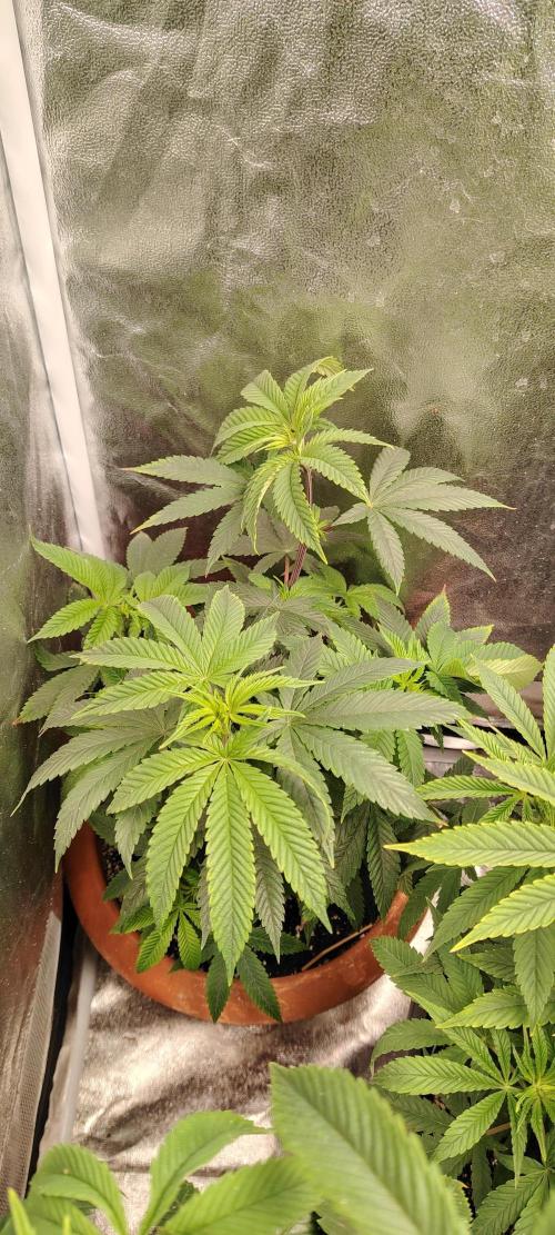 RS 11 X Banana OG. Week 7