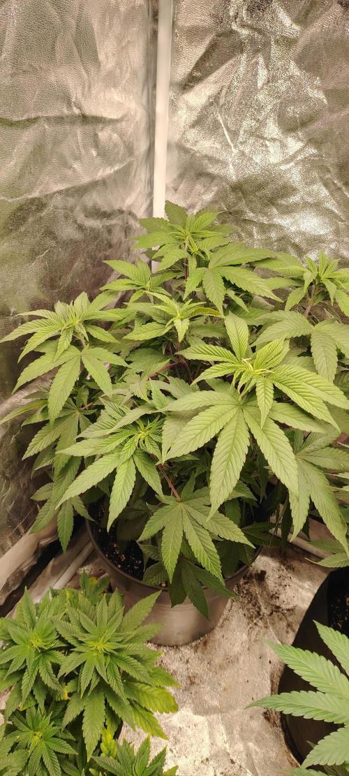 Papaya Frosting. Week 7