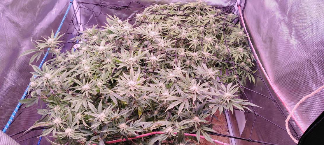 Rainbow Melon *-*. Week 13