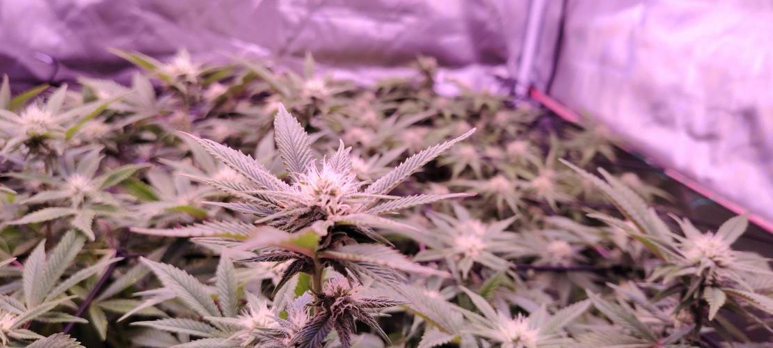 Rainbow Melon *-*. Week 13