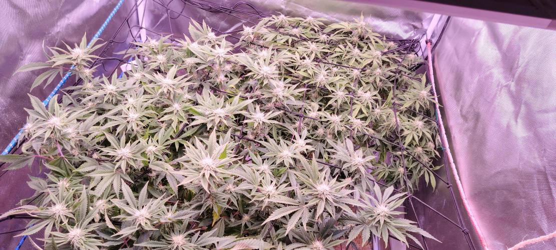 Rainbow Melon *-*. Week 13