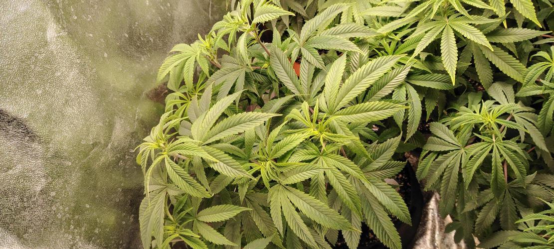 Zamnesia Ghost Train Haze *_*. Week 10