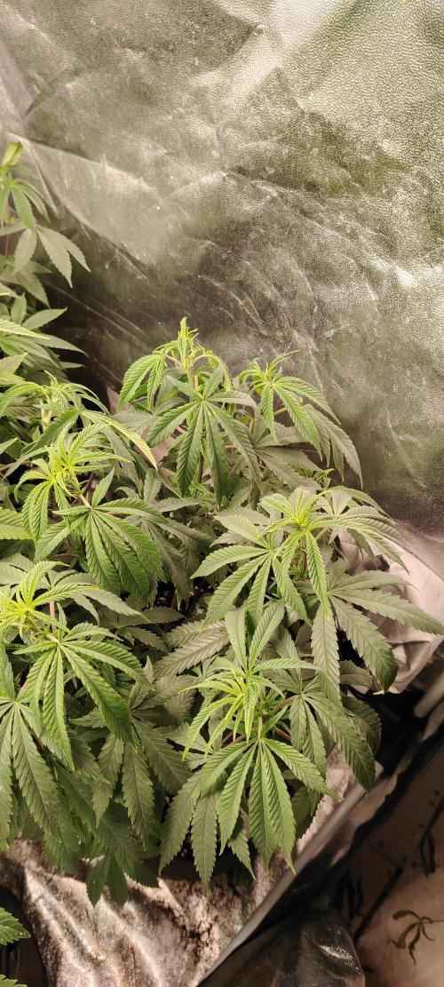 Zamnesia Ghost Train Haze *_*. Week 10