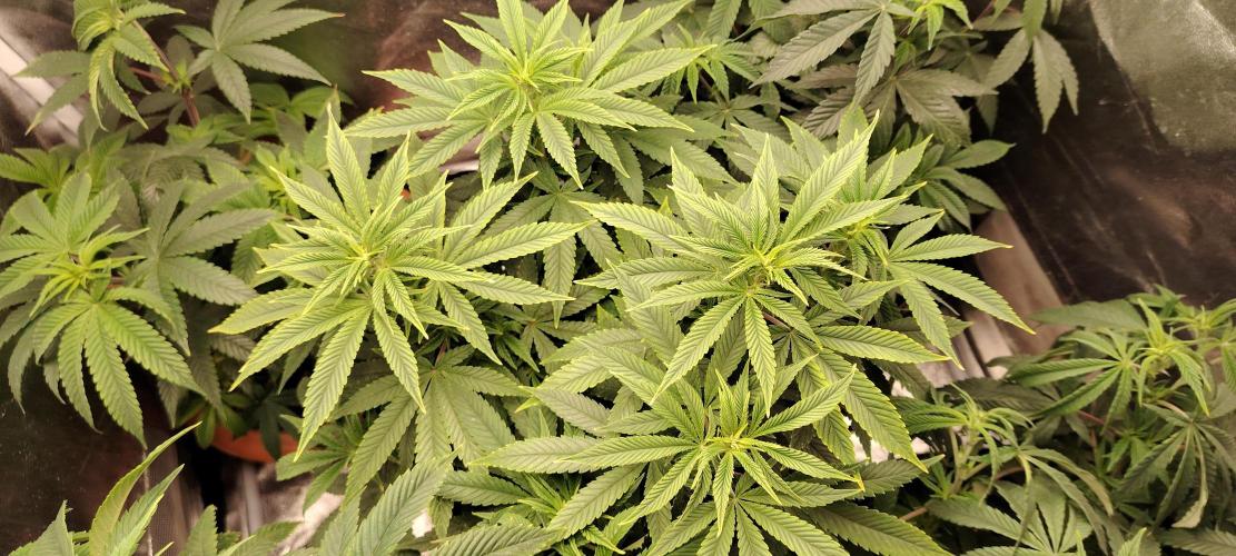 Zamnesia Grease Monkey. Week 10