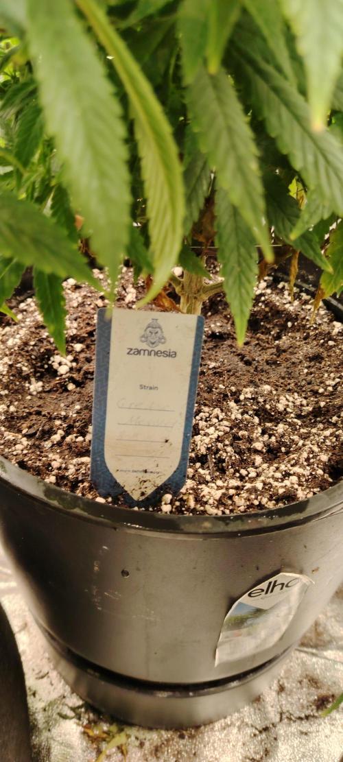 Zamnesia Grease Monkey. Week 10