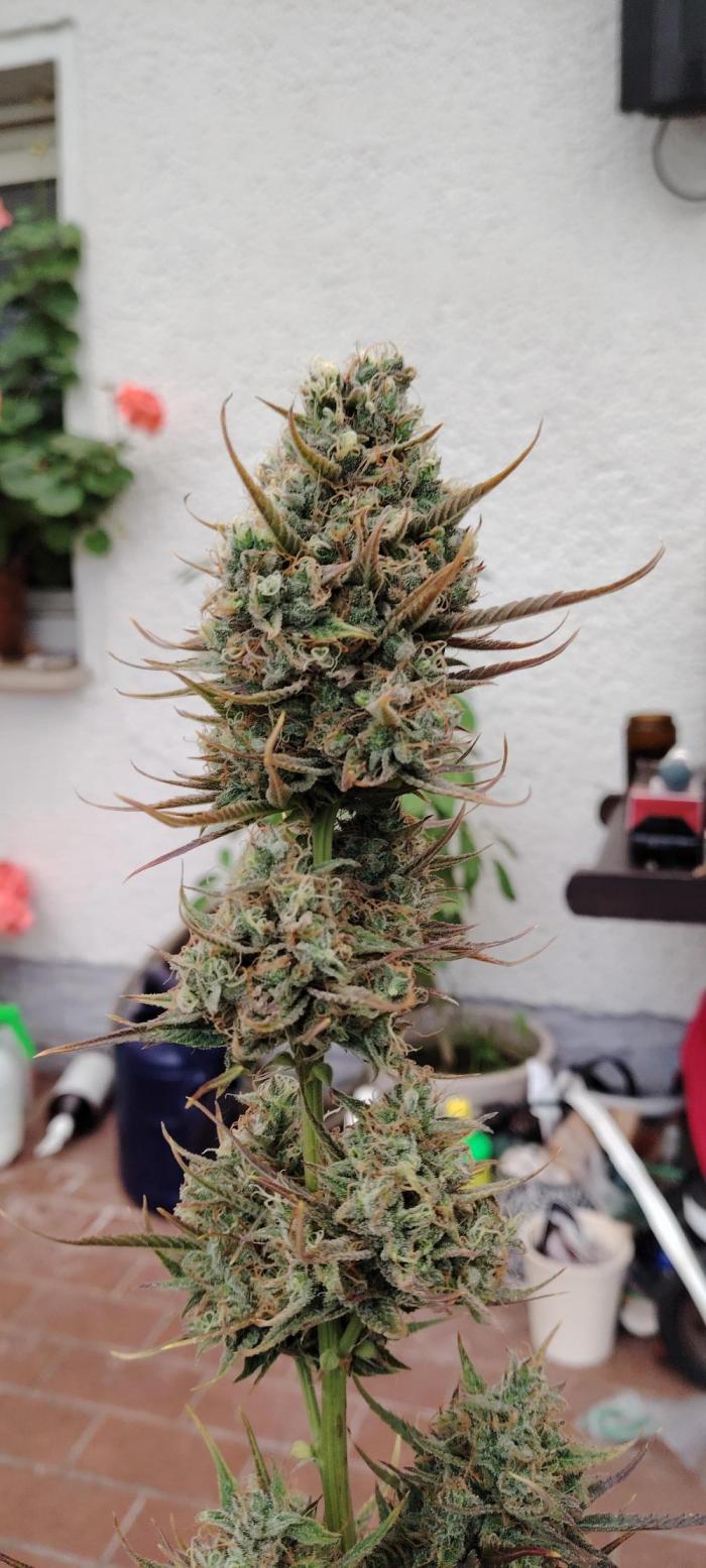 Barneys Auto Mimosa. Week 13