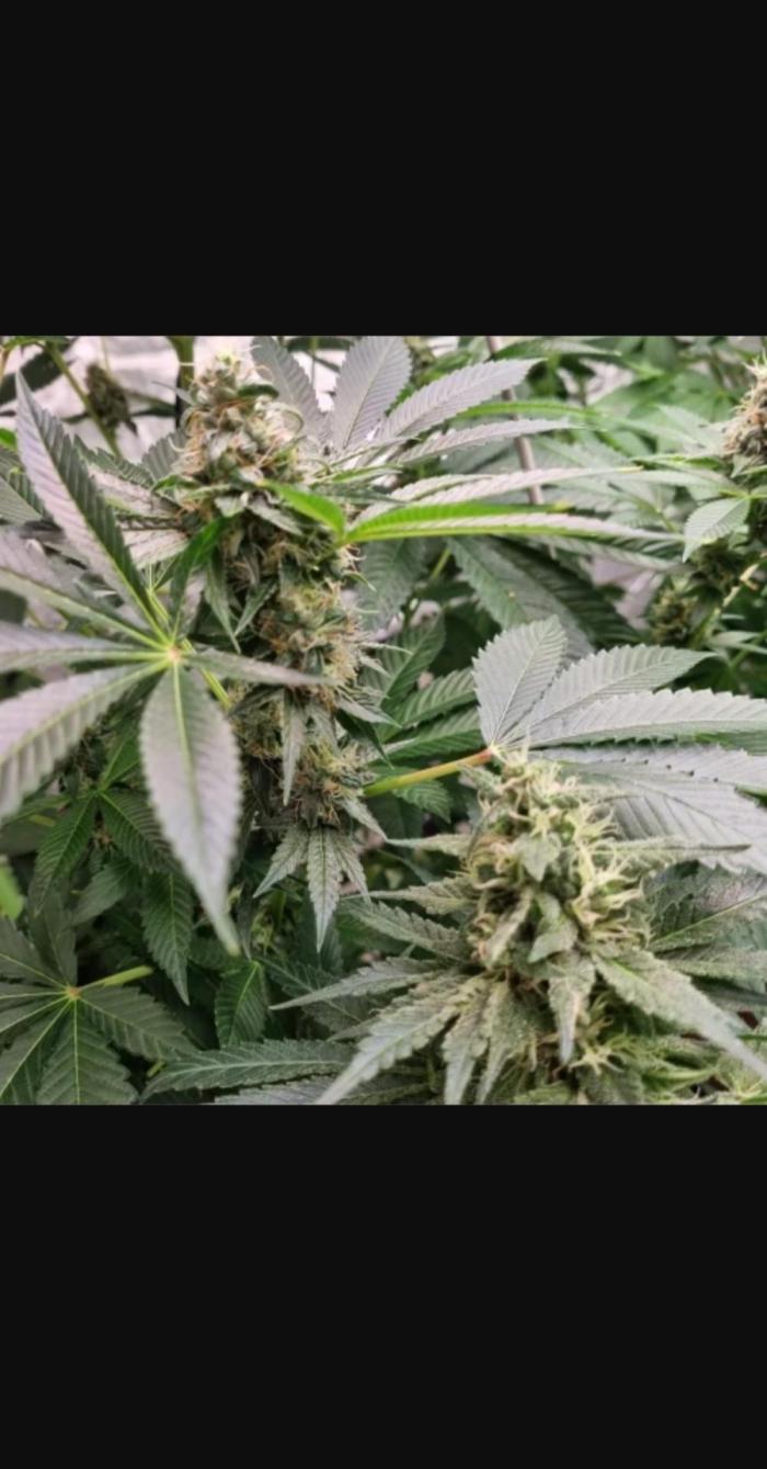 Zamnesia Trainwreck Automatik. Week 13